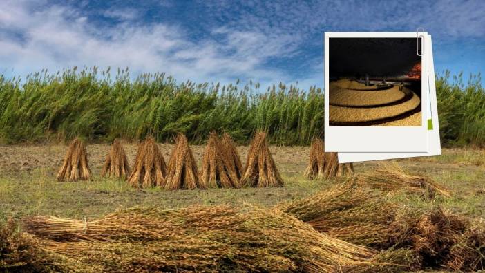 Tarladan Tahin Değirmenine: Manavgat Altın Susamının İzinde