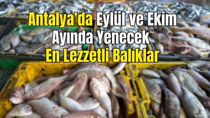 Balıkta Beklenen Mevsim: Antalya’da Eylül ve Ekim Sofraları İçin 4 Lezzet!