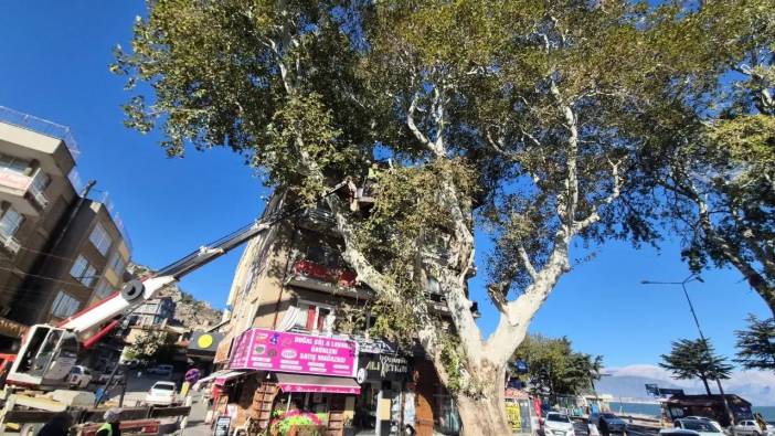 Isparta'da Zaman Tamiri: 570 Yaşındaki Anıt Çınar Bakıma Alındı