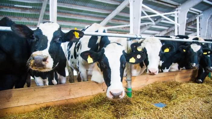 Antalya İl Tarım’dan Şap Uyarısı! Üreticilere Çağrı