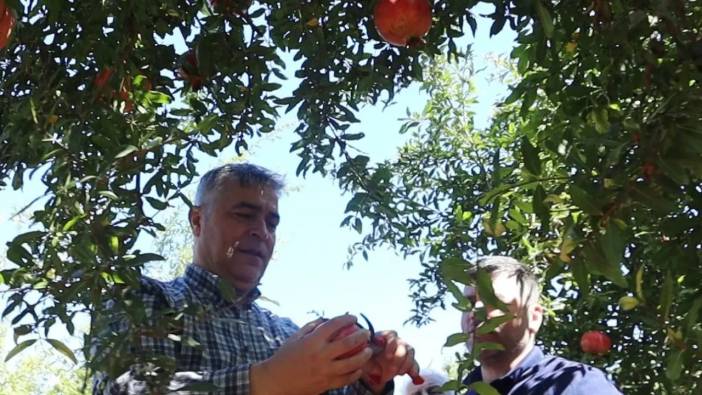 Döşemealtı Narında Hasat Başladı, Tescil Yolda!