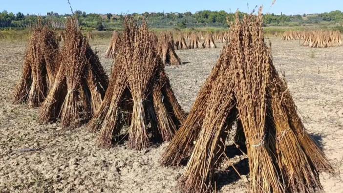 Manavgat’ın Coğrafi İşaretli Altın Susamı Hırsızların Hedefi Oldu