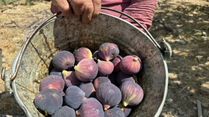 İbradı'da Üretilen Bursa Siyah İncirin Hasadında Sona Gelindi!