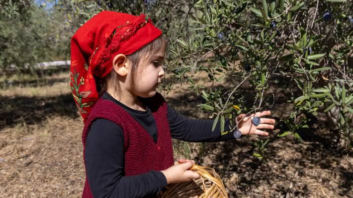 Manavgat’ta Minikler Zeytin Hasadında Doğayla Buluştu