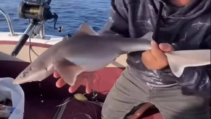 Tehlikeli Yüzgeçler, Şaşırtan Anlar: Antalya’da Köpekbalığı