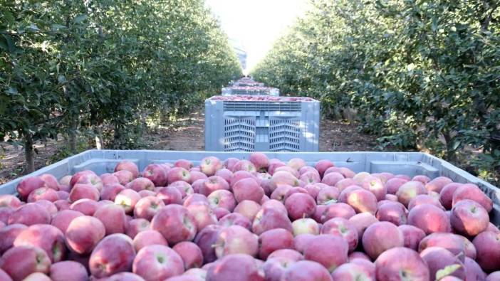 Isparta’da Don ve Kuraklık Gölgesinde Elma Hasadı! Rekoltede Ciddi Düşüş