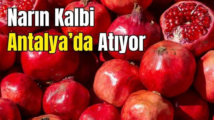 Gazipaşa Tescilledi, Döşemealtı Yolda: Narda Altı Kat Fayda