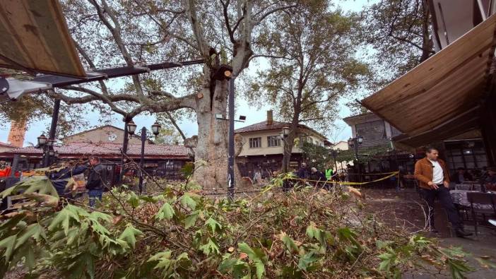 Yazın Dalı Kırıldı! Yalvaç’ın 800 Yıllık Çınarı Bakıma Alındı