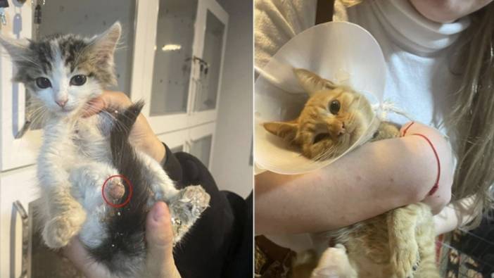 Isparta’da vahşet: Büyü uğruna onlarca hayvana işkence yaptılar