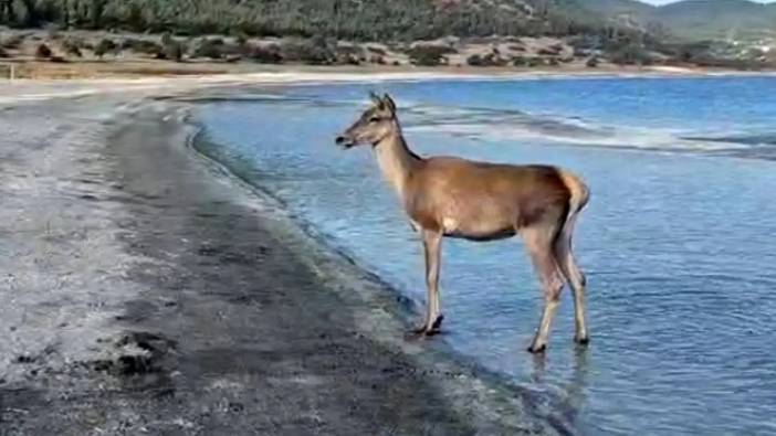 Salda Gölü Plajında Kızıl Geyik Sürprizi