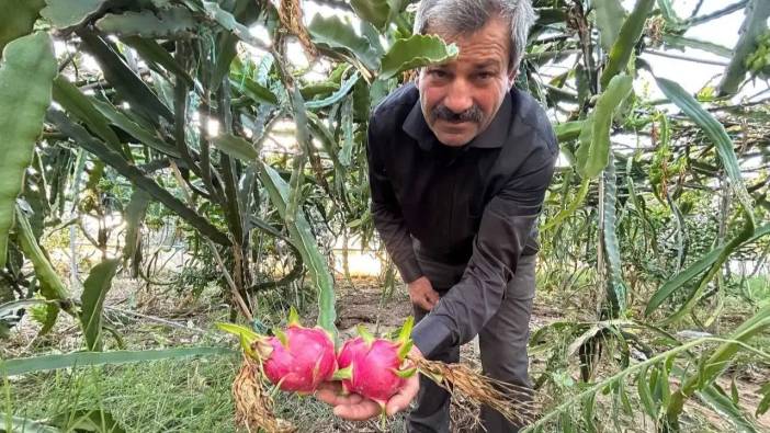 Hatay Kırsalında Ejder Meyvesiyle Girişimcilik Rüzgarı!