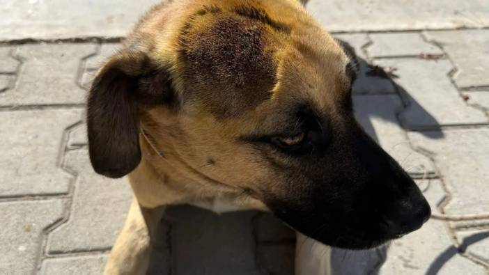 Alanya’da Kirpinin Yaraladığı Patili Dost Tedavi Edildi