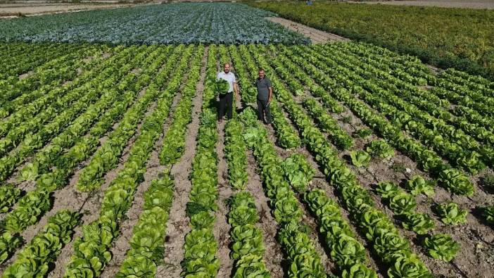 Hatay’da Marul Hasadı Erken Başladı: Tarlada 25, Reyonda 70 TL!