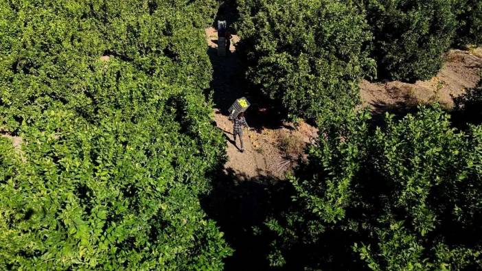 Adana’da Buruk Portakal Hasadı: Don Yaktı, Sıcak Kavurdu!