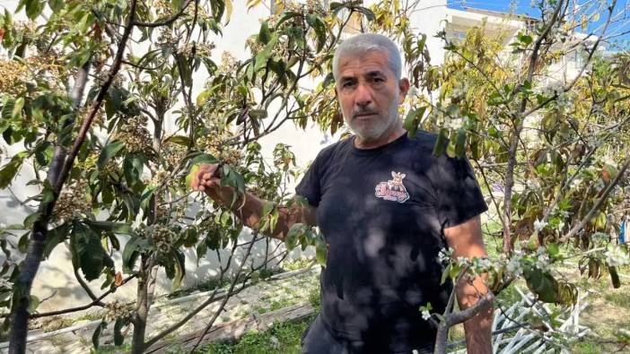 Hatay’da Mevsimi Şaşıran Meyve Ağaçları Çiçek Verdi!