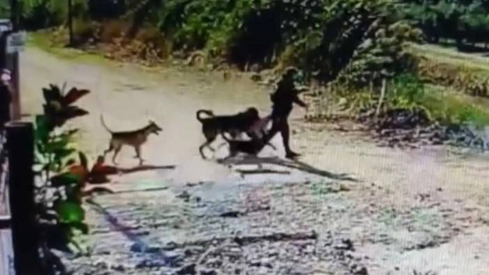 Hatay’da Kangal Hırsızlığı Kameraya Yansıdı!