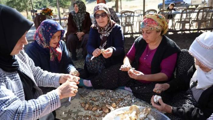 Toroslar’ın Beyaz Altını Japonya Yolcusu: Fiyatı Dudak Uçuklattı!