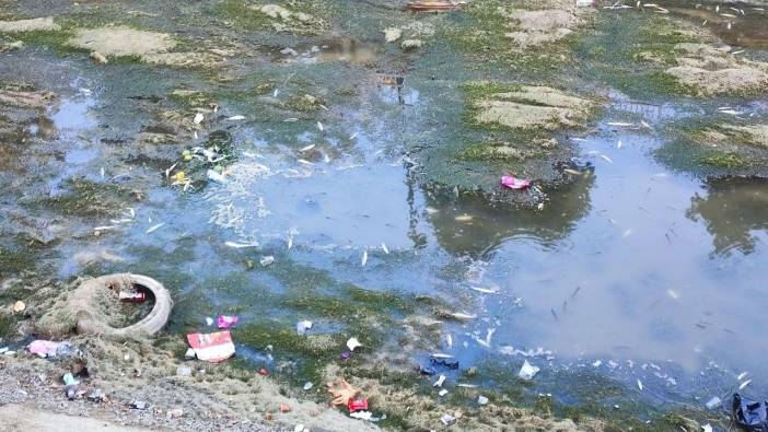 Adana’da Kuraklık Alarm Verdi: Kanaldaki Yüzlerce Balık Telef Oldu!