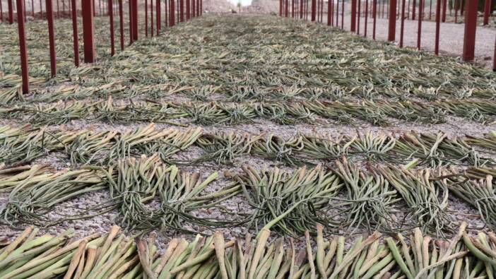 Hatay’da Mucize Dönüşüm! İstilacı Bitkiler Kadınların Elinde Ekmeğe Dönüştü