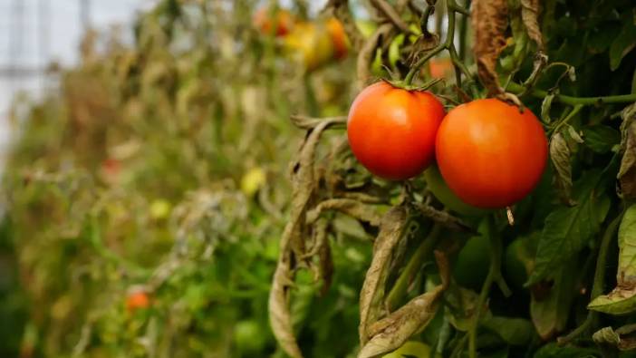 17 Dekarda 300 Bin Ton Üretiliyor: Burdur Söğüt Domatesine Coğrafi İşaret Geliyor