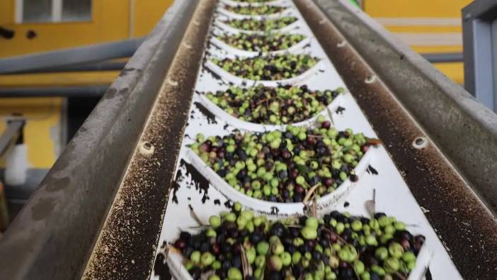 Adana’da Zeytin Rekoltesi Azalınca Zeytinyağı Fiyatları Cep Yaktı!