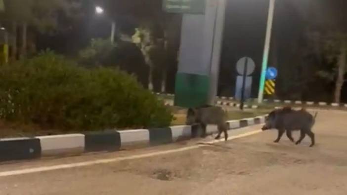 Adana’da şaşırtan görüntü: Çukurova Üniversitesi'nde Domuz Paniği