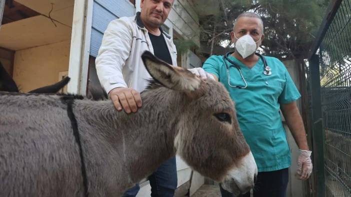 Hatay’da Annesinin Başından Ayrılmayan Sıpaya Sahip Çıkıldı!