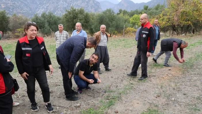 Adana’da Dünyanın En Pahalı Baharatı Safran Hasadı Başladı!