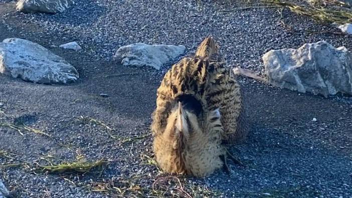 Isparta Eğirdir Gölü’nde Güney Amerika Balabanı Görüldü!