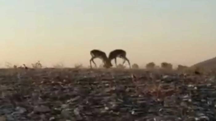 Hatay’da Dağ Ceylanlarının Nefes Kesen Düellosu Kameraya Yansıdı!