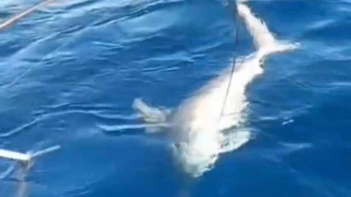 Hatay'da Oltaya Takılan Köpek Balığı Paniği Böyle Görüntülendi!