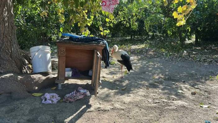 Hatay’da Uçamayan Leylek Kümese Yerleşti: Tavuklarla Arkadaş Oldu!