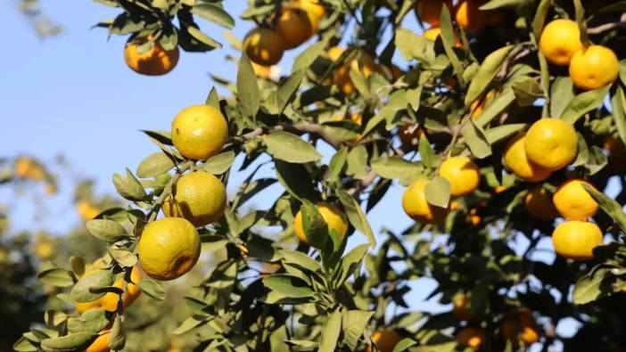 Hatay’da Mandalina Bolluğu: Tarlada Fiyatlar 2 TL’ye Kadar Geriledi