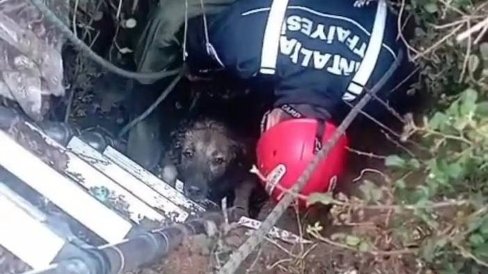 Kepez’de Foseptik Çukuruna Düşen Köpeğin Nefes Kesen Mücadelesi!