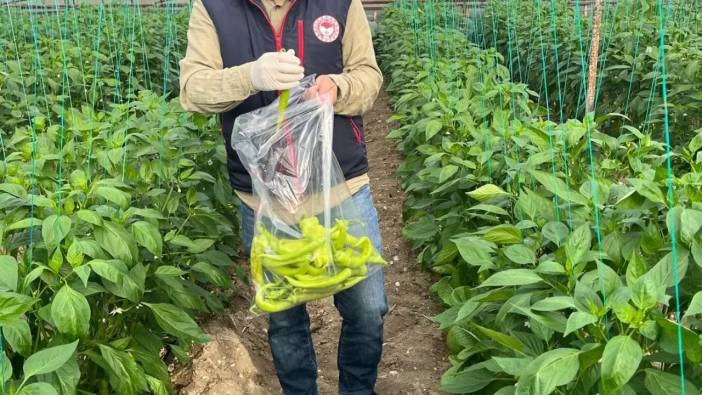 Antalya’da Güvenilir Gıda Denetimi: Demre ve Aksu’da Numuneler Alındı