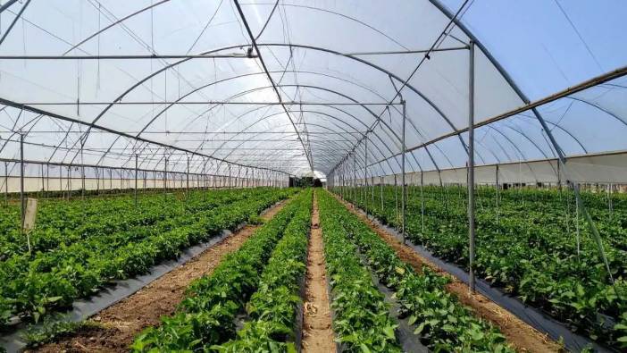 CHP Antalya Vekillerinden Tarım İsyanı: Antalya'da Son Durum Ne?