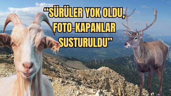 Toroslar Dağları’nda Neler Oluyor? Kızıl Geyiklerle Dağ Keçileri Nereye Gitti?