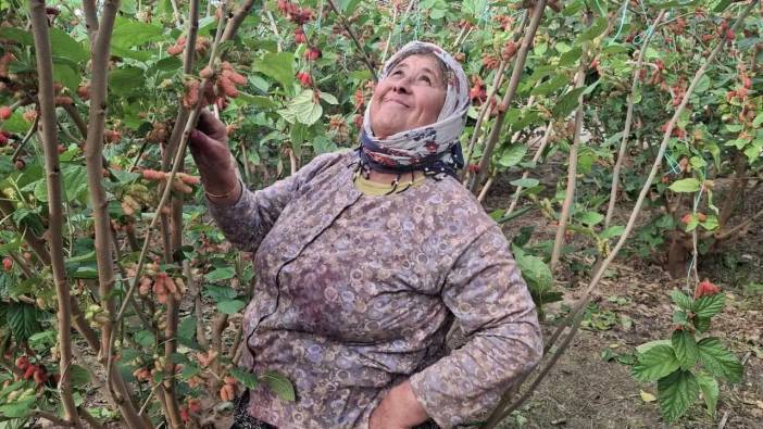Mersin’de Daha Dalındayken Alıcı Bulan Karadut Hasadı Başladı!