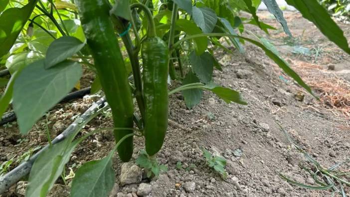 Türkiye’nin En Acı Biberinde Hasat Hatay’da Başladı!
