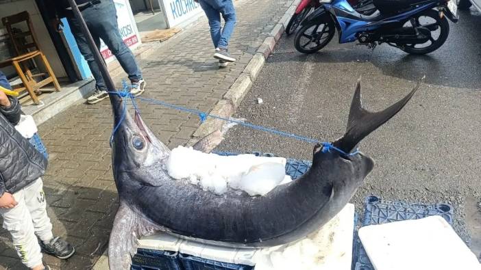 Üç Metrelik Dev Kılıç Balığı Hatay’da Görücüye Çıktı!