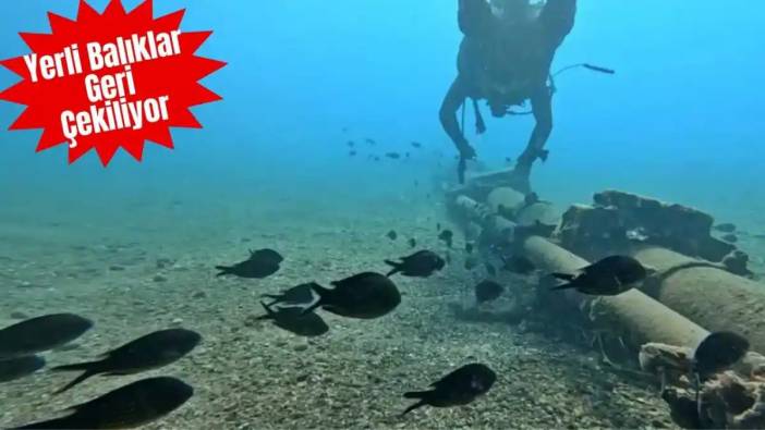 Küresel Isınma Akdeniz’i Değiştiriyor! Akdeniz’in Balıkları Yer Değiştiriyor