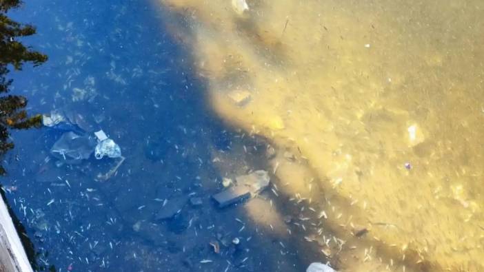 Adana'da Kuraklık Sonrası Göldeki Balıklar Oksijensiz Kalarak Telef Oldu