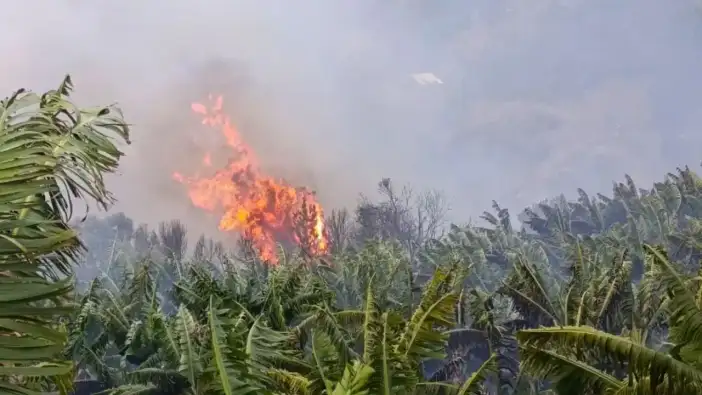 Gazipaşa’da Muz Bahçeleri Yandı! 3 Saatte Söndürüldü
