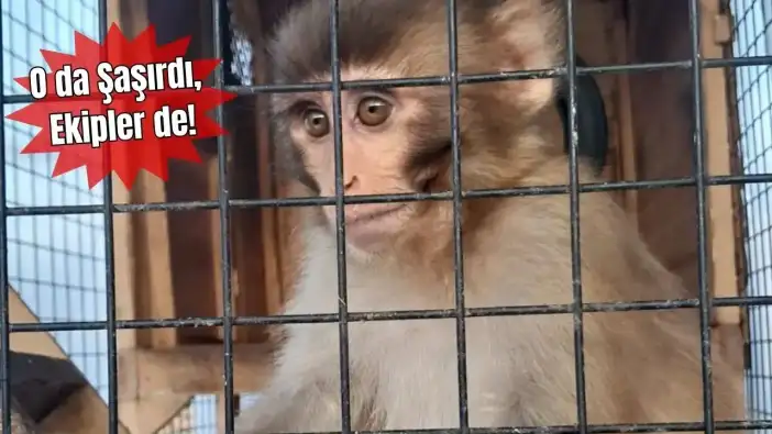 Antalya’daki Kaçakçılık Baskınlarında Sürpriz: Depolardan İçki, Tütün ve Maymun Çıktı