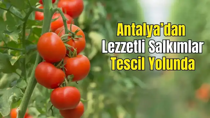 Antalya’nın Gururu: Demre Salkım Domatesi Coğrafi İşaretle Tescillenecek