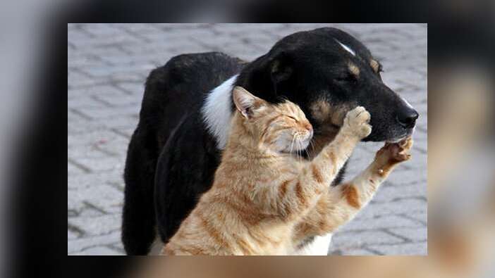 Sokak Hayvanlarına Besleme Yasağı Gündemde! İstanbul Barosu Valilik Kararını Yargıya Taşıdı