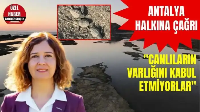 Gazipaşa’da Akdeniz Fokları ve Carettalar Yok Sayıldı: Keşif Tarihi Belli Oldu