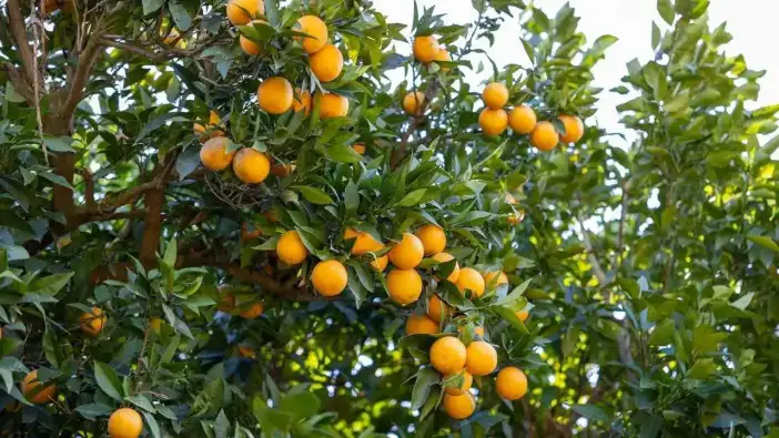 Mersin’in Kan Portakalı Avrupa’da Tescil Yolculuğuna Çıkıyor!