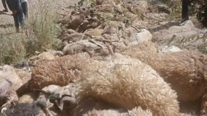 Manavgat’ta Ağıla Saldırı! Hamile 15 Koyun Telef Oldu