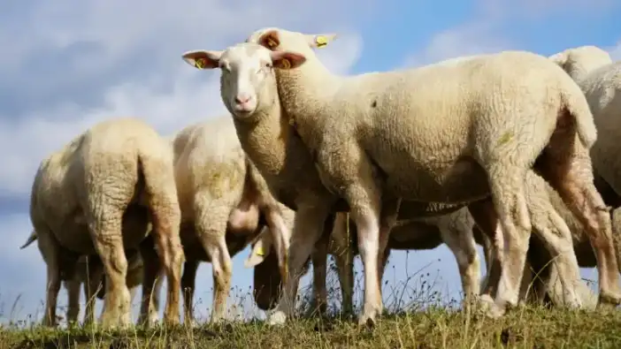 Antalya’da Yok Artık Dedirten Satış: 177 Küçükbaş İcraya Çıktı